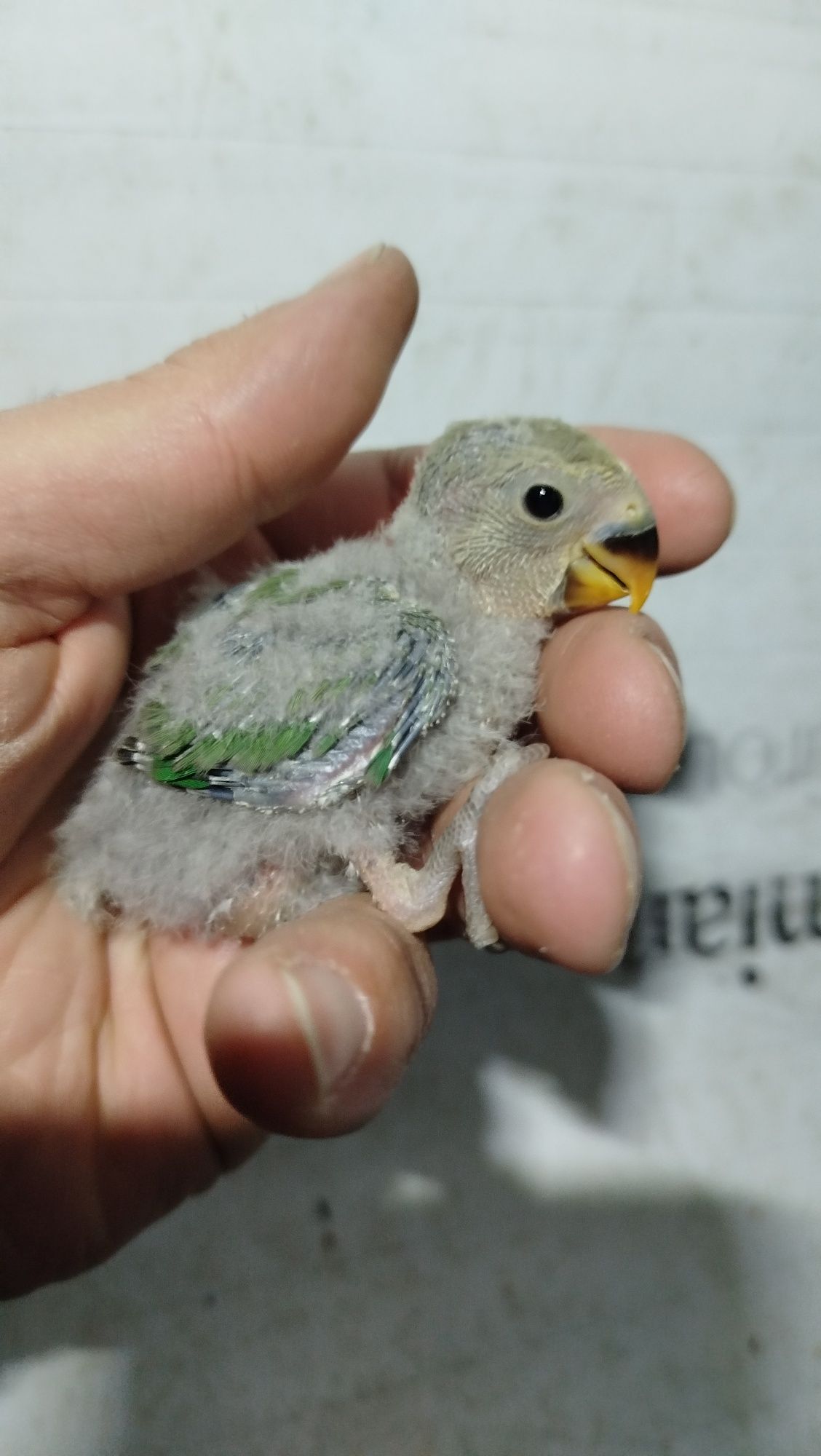 Roseicollis para criar á mão