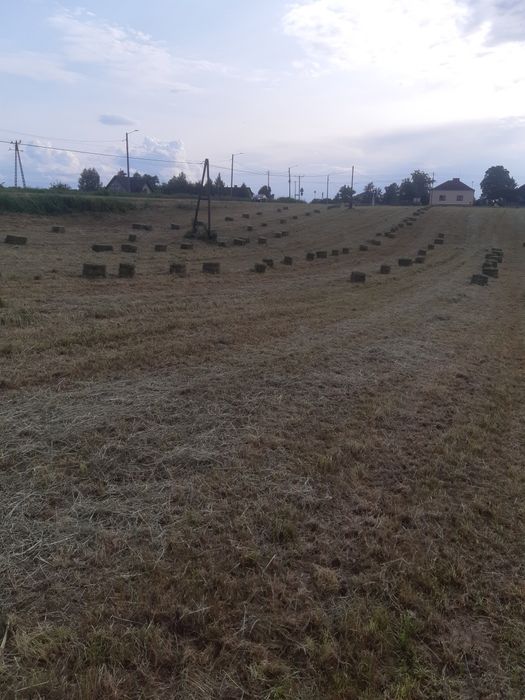 Siano  kostka dla koni, królików