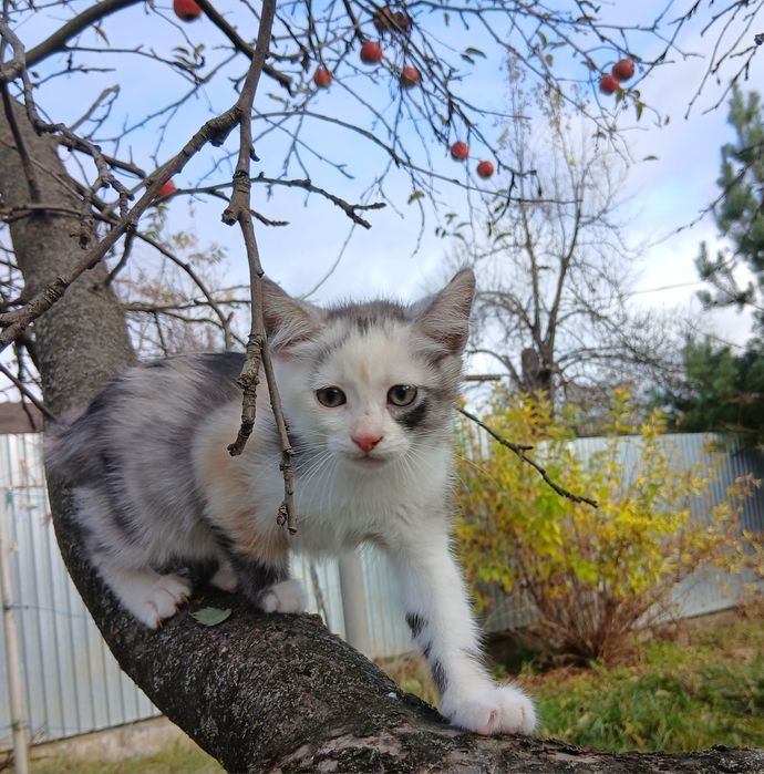 Кошеня кішка триколірна