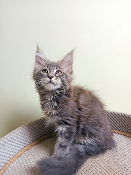 Maine Coon-koteczka po Championie