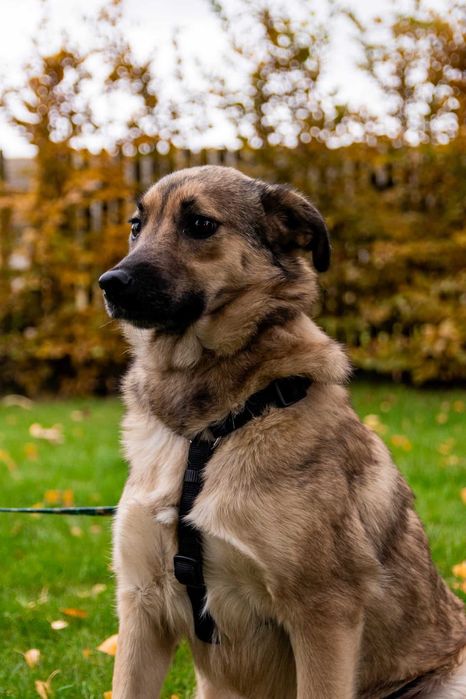 Otwórz serce dla kochanej suni po przejściach