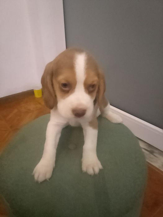 Beagle tricolor chocolate