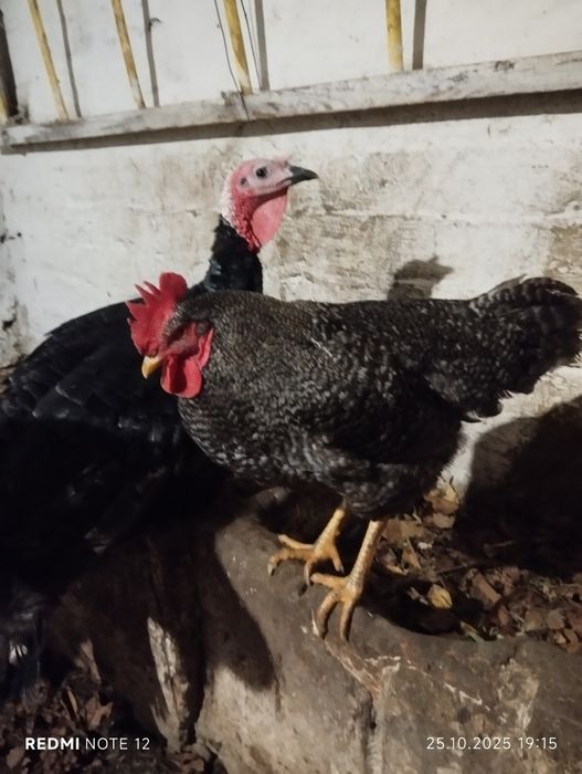 Продаються півні  ДОМІНАНТ . 
бі