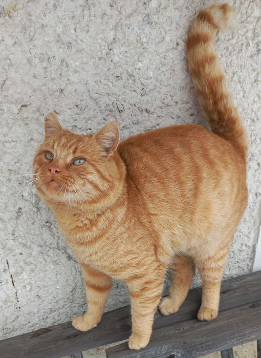 Рудий котик шукає дім