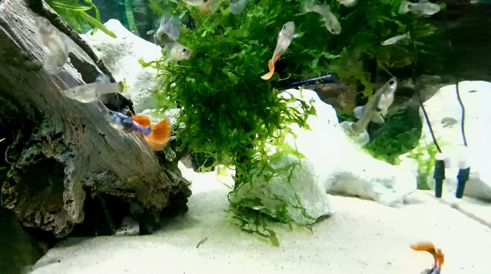 Guppys Dumbo Red Saphire (Casal)