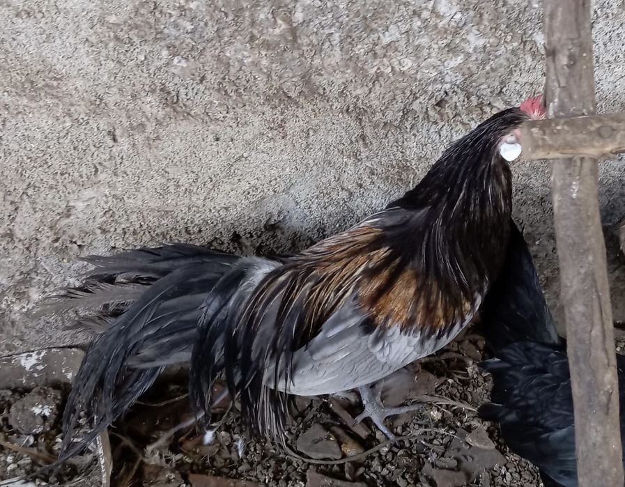 Galinhas Fénix , casal ou separado