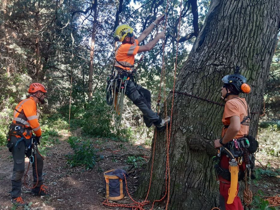 Зрізання дерев|Видалення дерев|Кронування дерев|Корчування|Обрізка сад