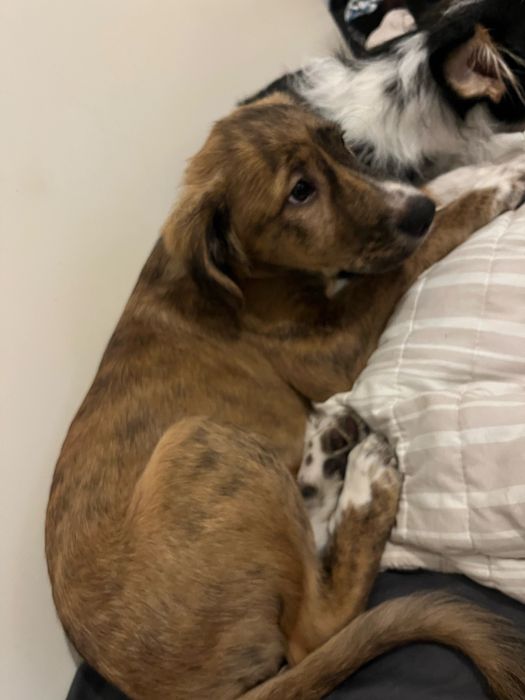 Dou  este cao  com quatro meses