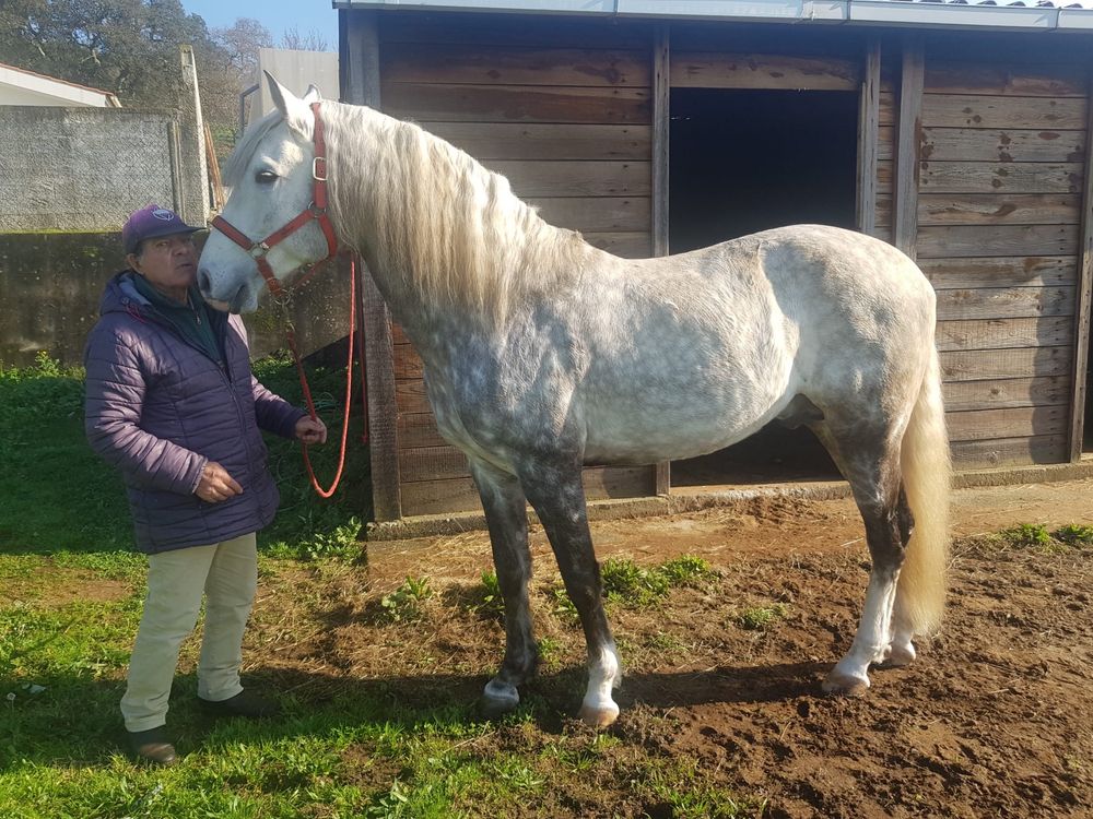 Cavalo raça puro lusitano