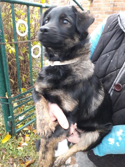 Віддаю в добрі руки