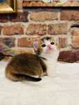 Munchkin kotek na krotkich lapkach
