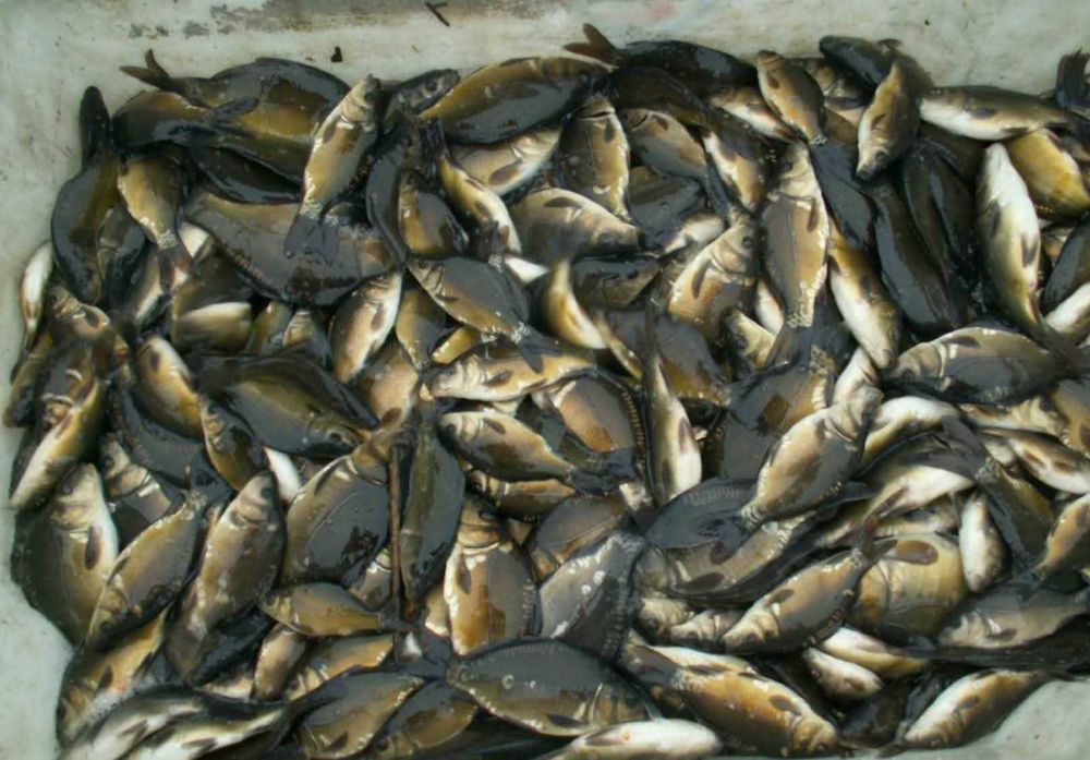 Ryby do oczka wodnego Jesiotr, Kararś koi, Amur, Karp, Lin, Tołpyga.