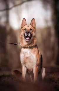 Nori - majestatyczny pies w typie owczarka niemieckiego szuka domu!