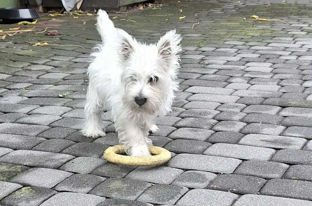 Szczeniaczek -suczka - West Highland White Terrier FCI