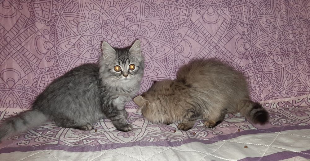 Британские длинношерстные котята