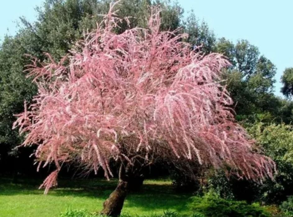 Тамарикс или бисерник