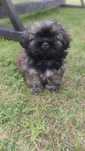 Pieski do adopcji