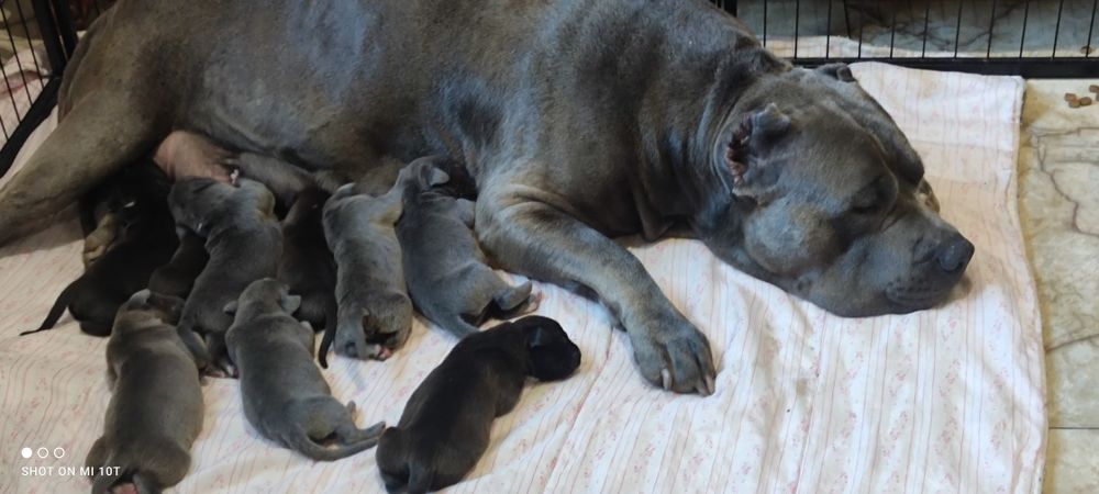 American bully xl szczenię z metryką