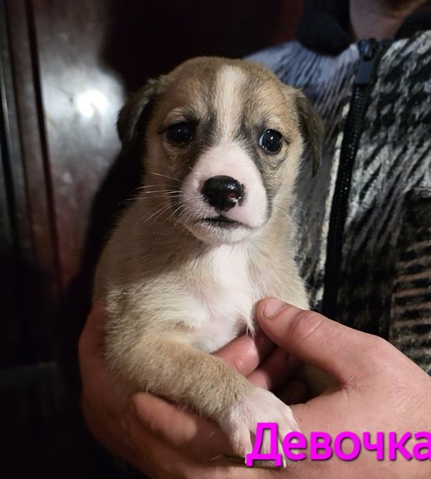 Пожалуйста, помогите спасти и найти дом.