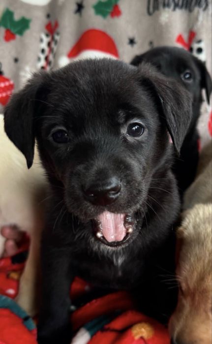 Цуценята лабрадора в добрі руки