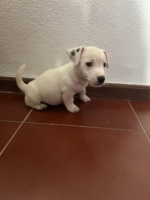 Jack Russell terrier macho branco