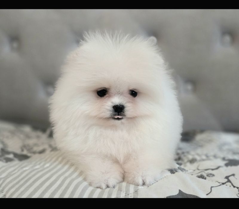 Szpic miniaturowy FCI Pomeranian ZKwP BOO
