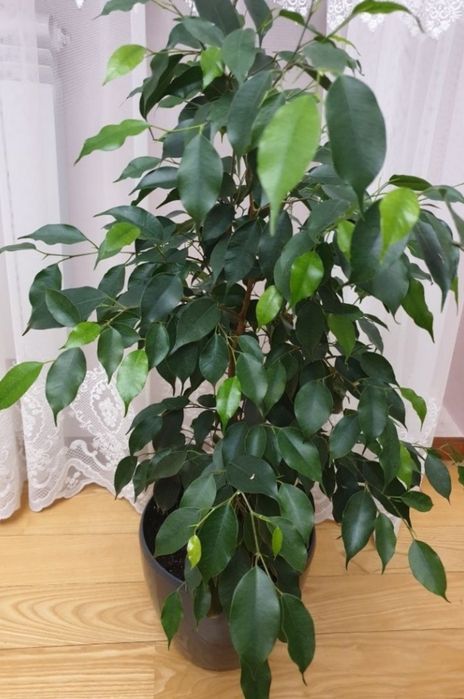 Кімнатні рослини в асортименті