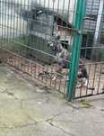 FIGA pies owczarek niemiecki adopcja schronisko suczka