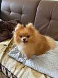 Piękny XS Szpic miniaturowy Pomeranian kremowy