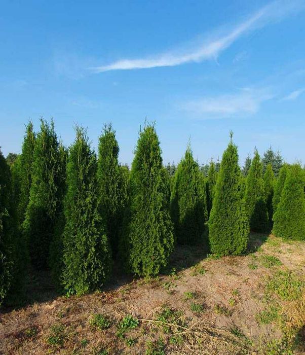 Tuja SZMARAGD 200 cm - 85zł