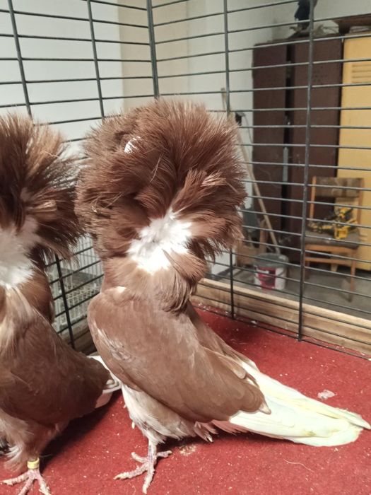 Prerukarze Garłacze pomorskie