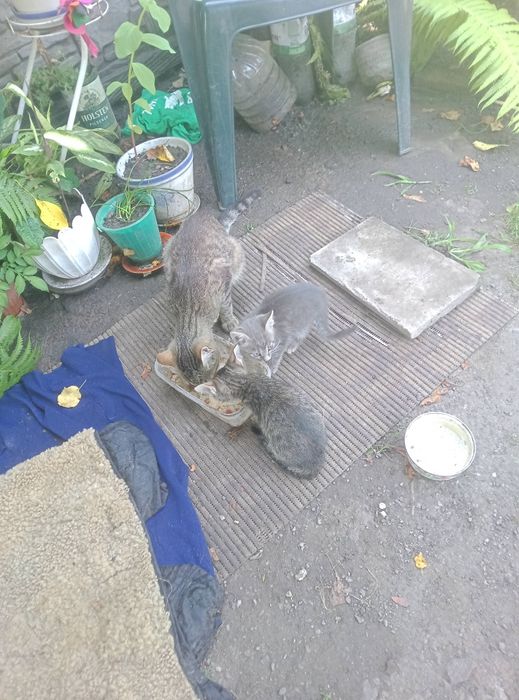 Віддам даром кошеняток,яким два місяці від народження.