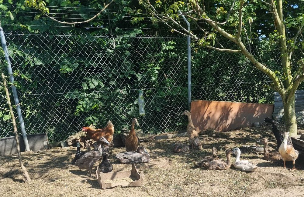 Kaczki biegusy na sprzedaz