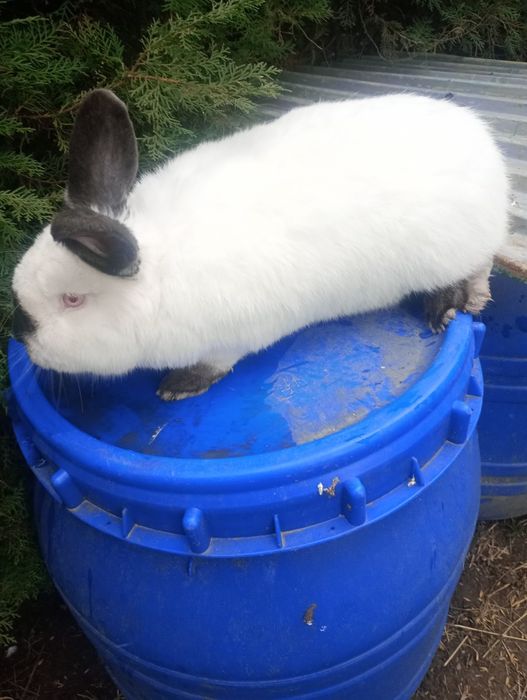 Samiec kalifornijski króliki