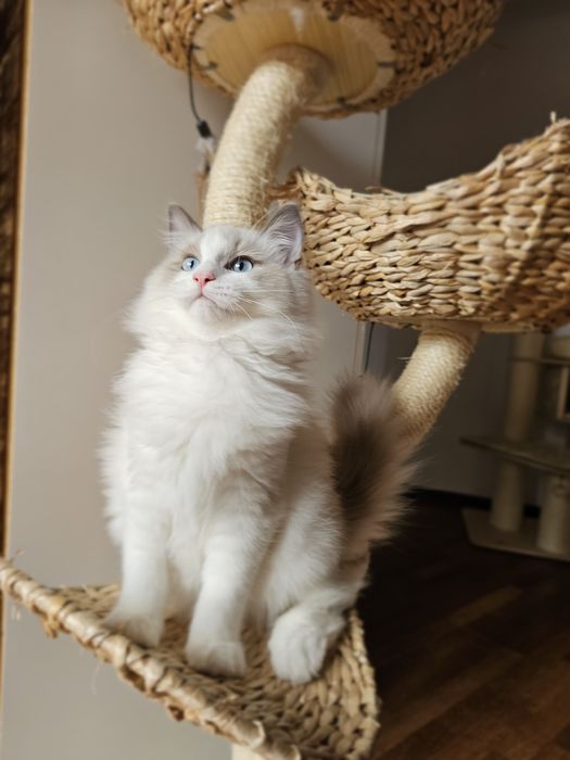 Ragdoll kocurek Blue Bikolor po kastracji