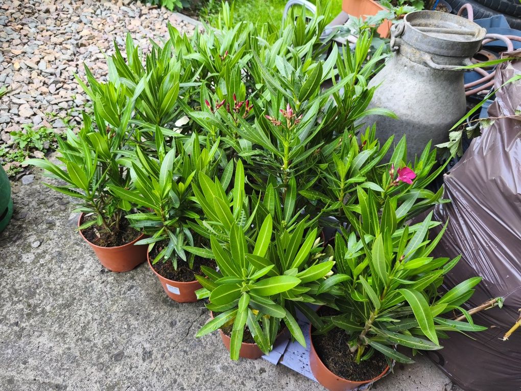 Oleander kwitnący doniczka 18cm
