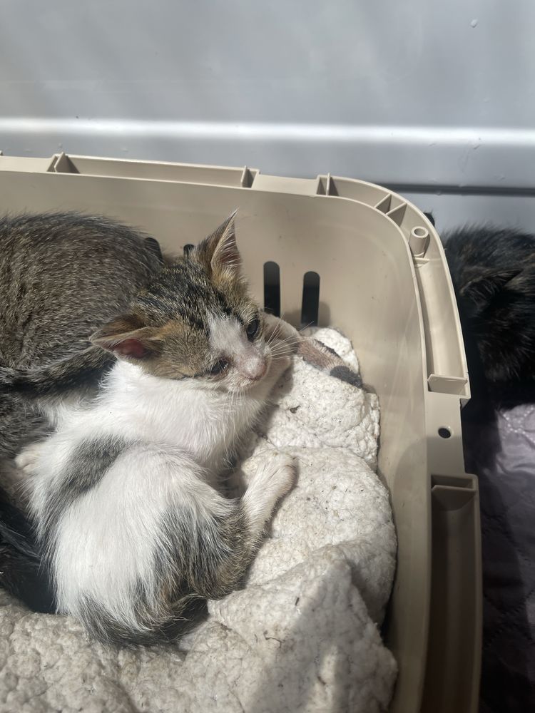 Gatinhos bebés para adoção