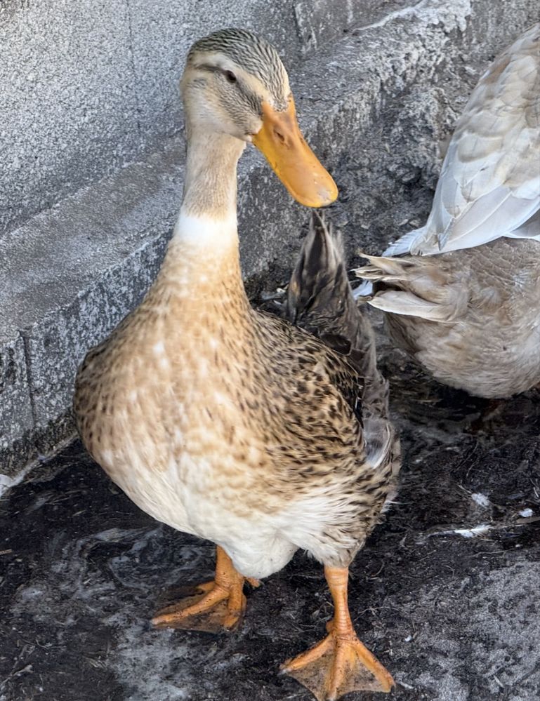 Patos Rouen ainda jovens