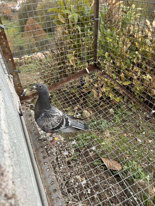 Vendo pombos correios de 2025