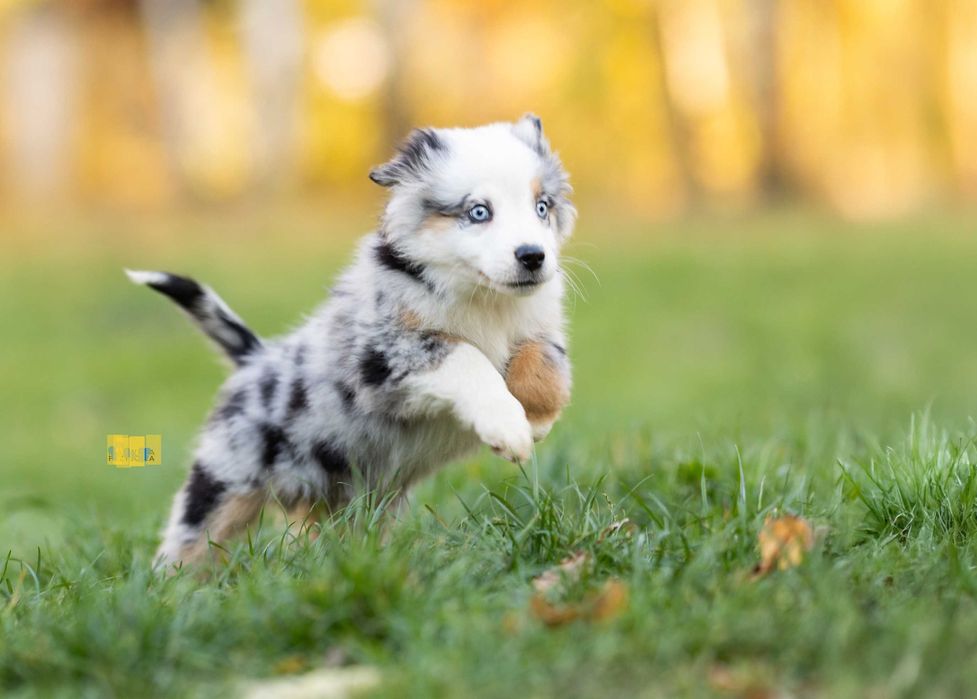 Miniaturowy Amerykański Owczarek (Miniatura Australijczyka