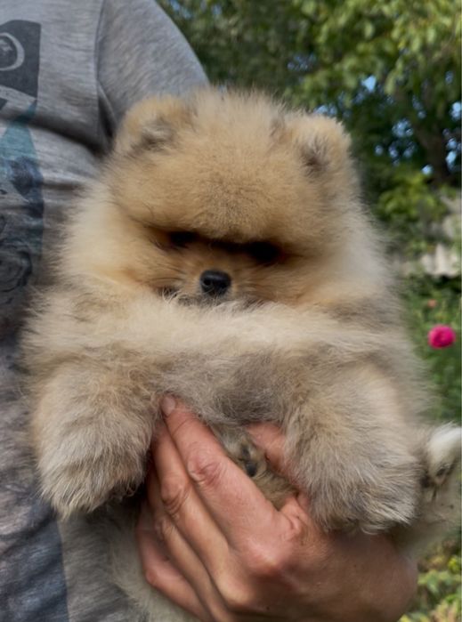 Суперовий ведмедик цуценя оранж