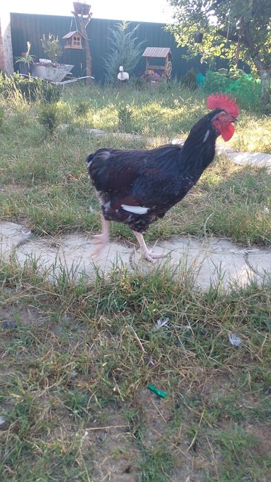 Лівенська ситцева