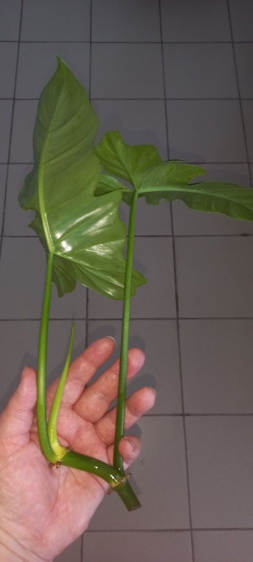 Філодендрон Lime Fiddle