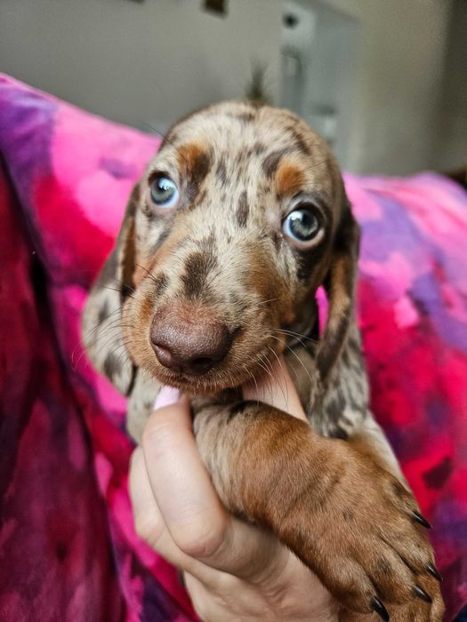 Jamnik suka merle choco ZAREZERWOWANA