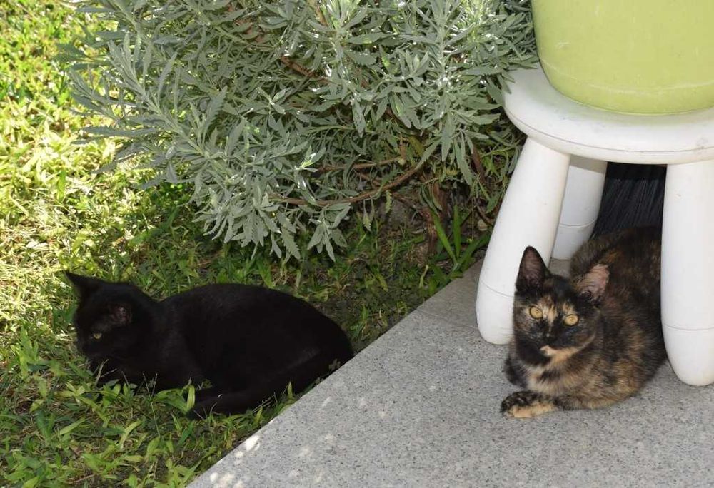 Doam-se gatinhos meigos e dóceis com pouco mais de 3 meses