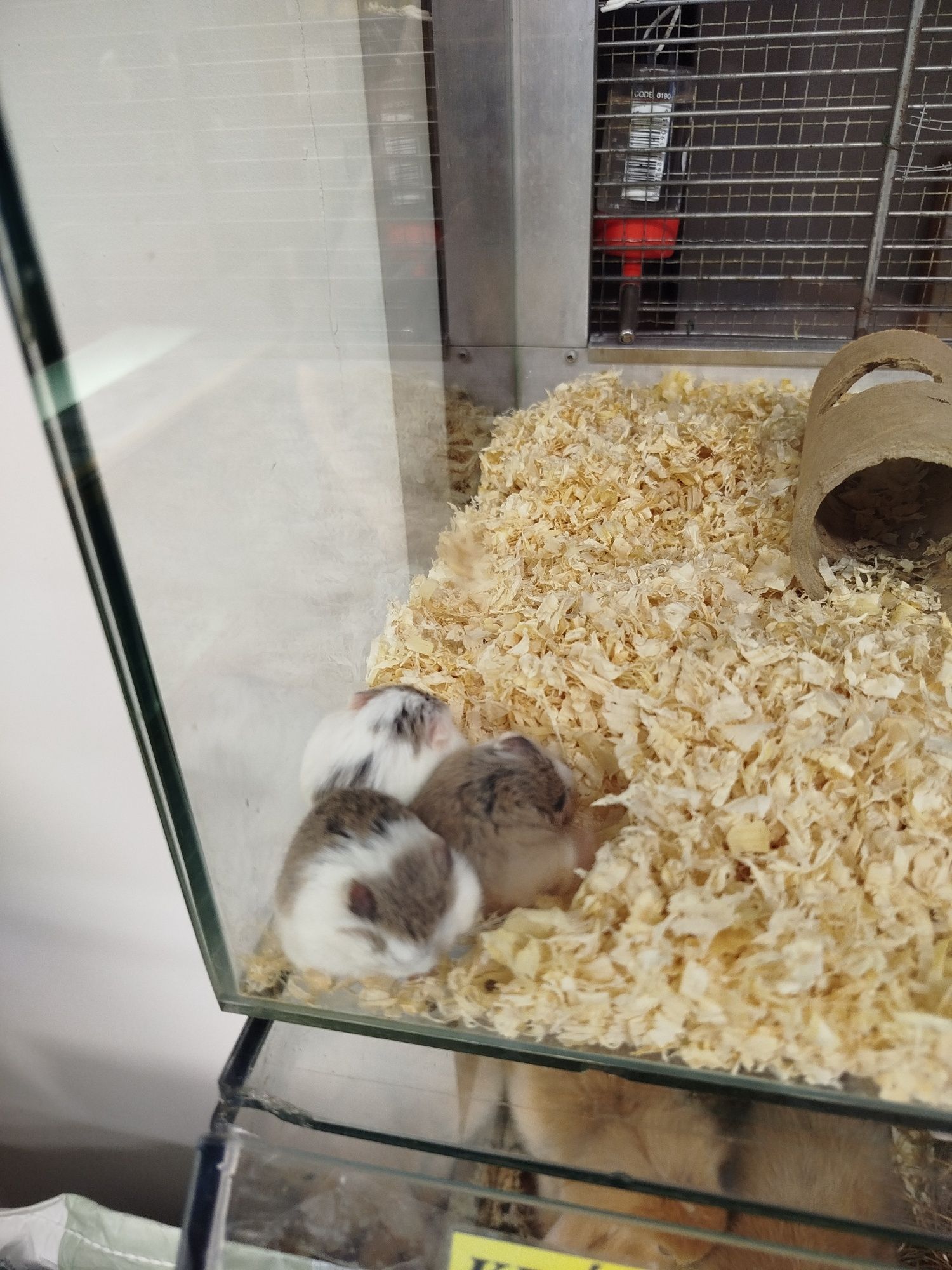 Młode Chomiczki Roborowskiego Sklep zoologiczny