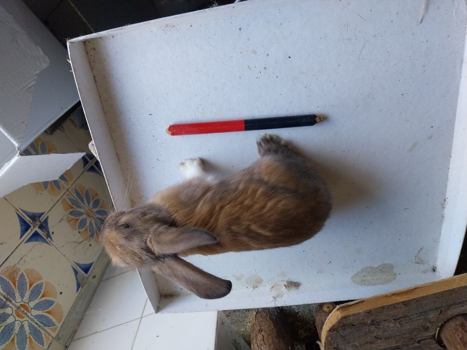 Coelhos anões angorá