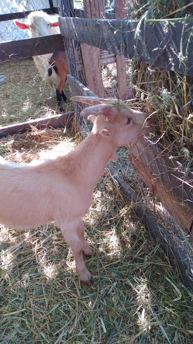 Кози Сімейна ферма розведення утримання