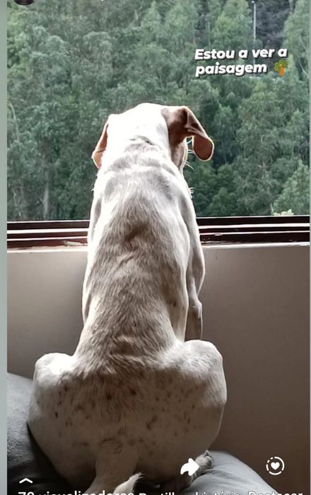 Para adopção responsável este lindo