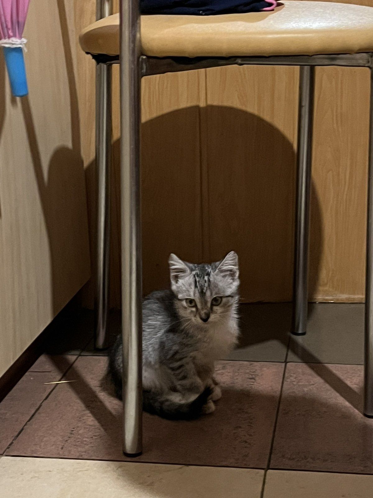 Отдам котят бесплатно